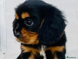 Cavalier King Charles Spaniel dogs K.C registered Black n Tan Cavalier King Charles - Advert 4