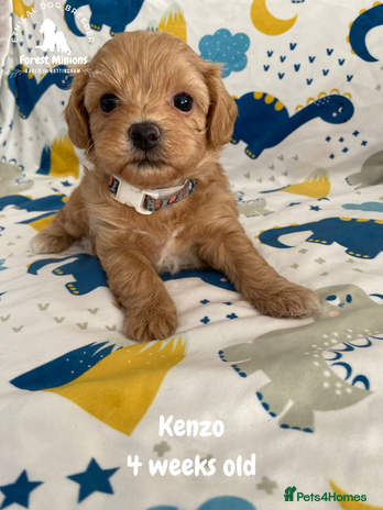 Maltipoo dogs Beautiful Maltipoo Puppies - Advert 4