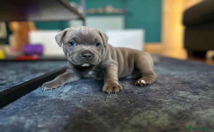 Staffordshire Bull Terrier dogs - Advert 11