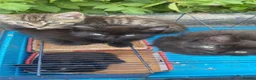 Ragdoll cats for sale: 🐾 Beautiful Ragdoll-Mix Kittens 🐾 - Advert 3