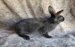 Rex rabbits for sale: 2 x stunning Mini Rex bucks  - Image 7