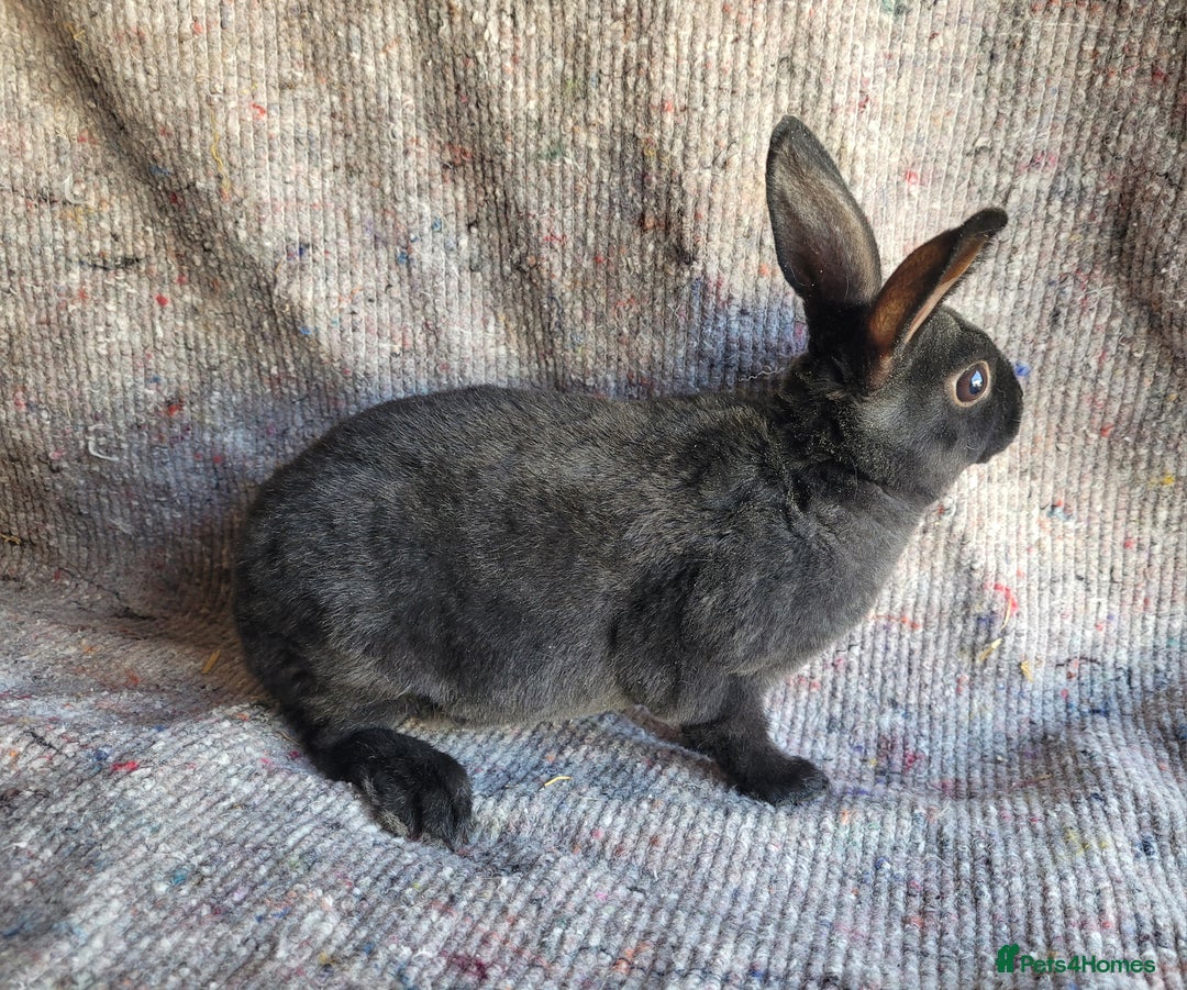 Rex rabbits for sale: 2 x stunning Mini Rex bucks  - Image 7
