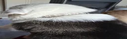 Mixed Breed dogs for sale: Puppies mixed bread  in Stoke-on-Trent - Advert 24