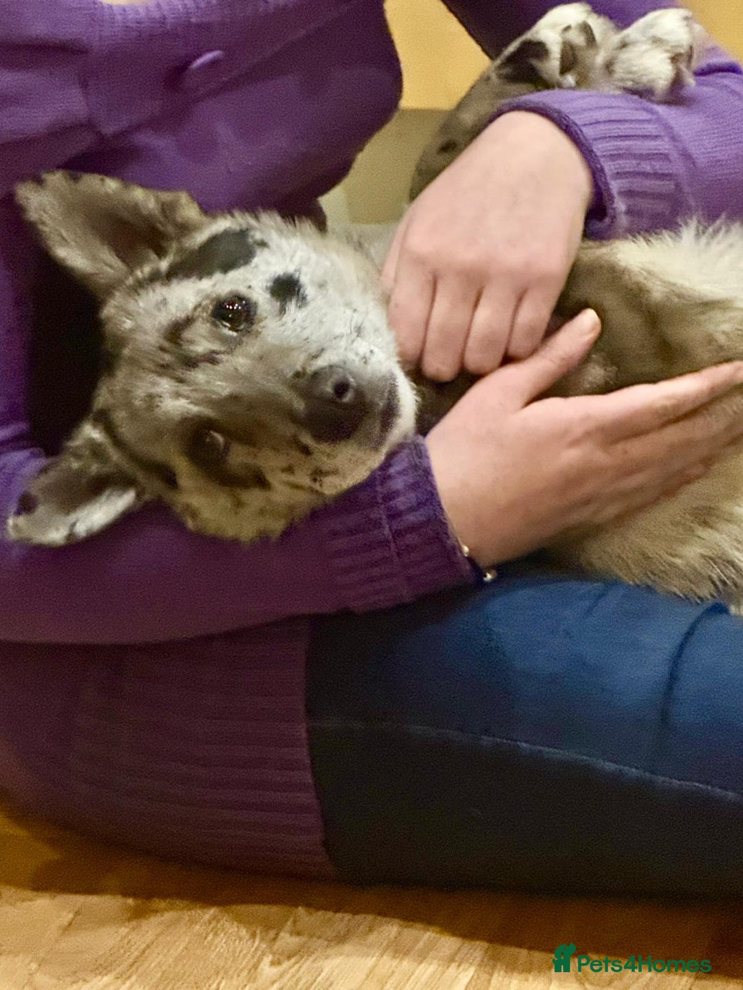 Mixed Breed dogs for adoption: 💙🐶 NICK(9 month) & ❤️🐶 MAILY (1 year)  - Advert 31