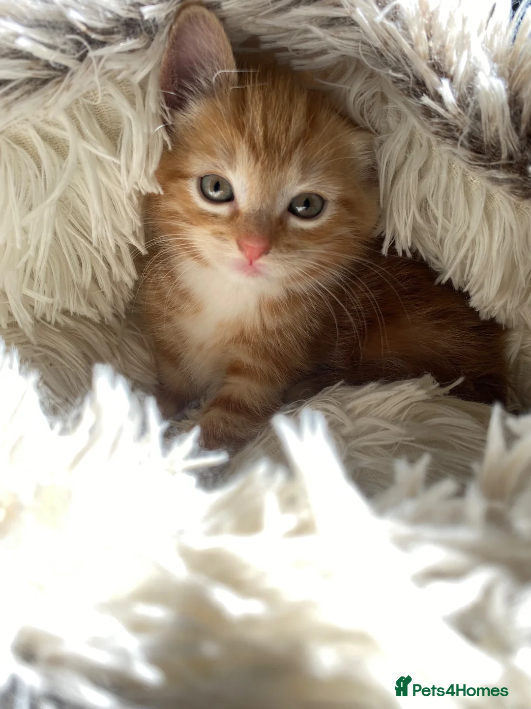 Mixed Breed cats for sale: Adorable Ginger Kitten Ready For A New Home🏡 - Advert 1