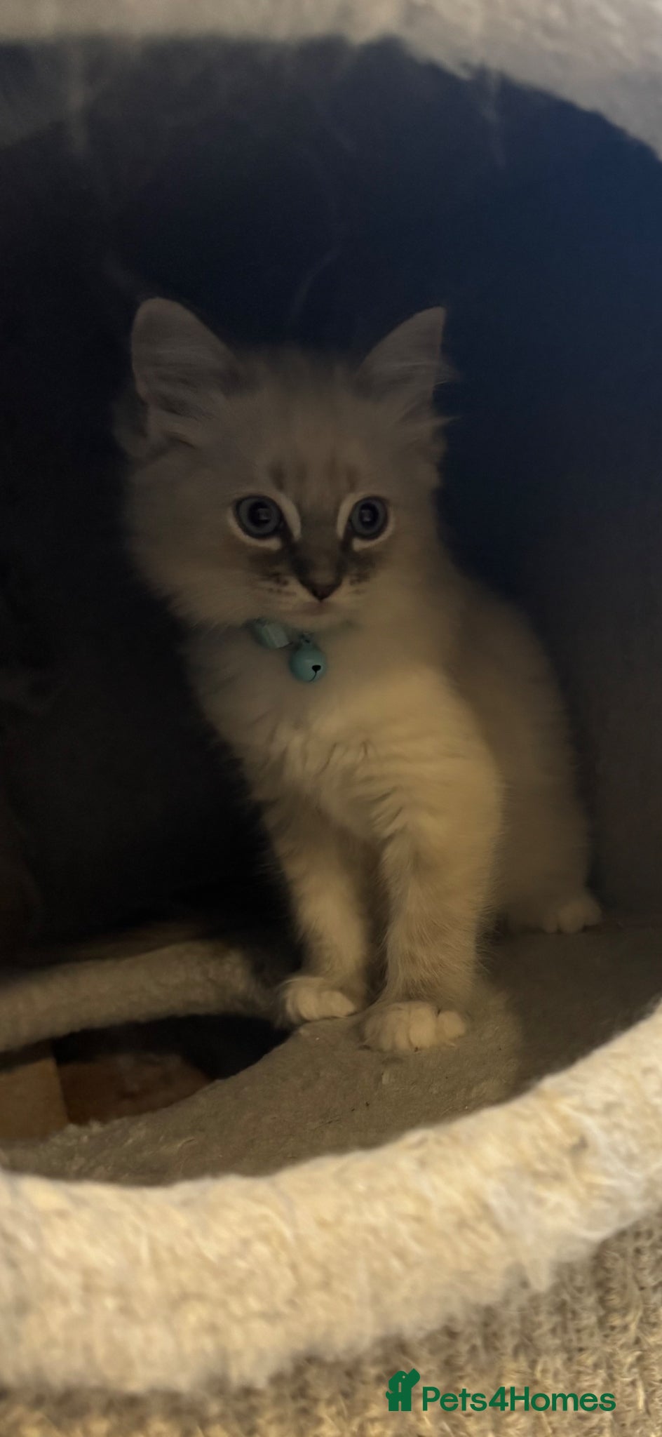 Ragdoll cats  Beautiful ragdolls kittens  - Advert 2