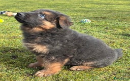German Shepherd dogs for sale: TOP QUALITY GERMAN SHEPHERD LITTERS - Image 8