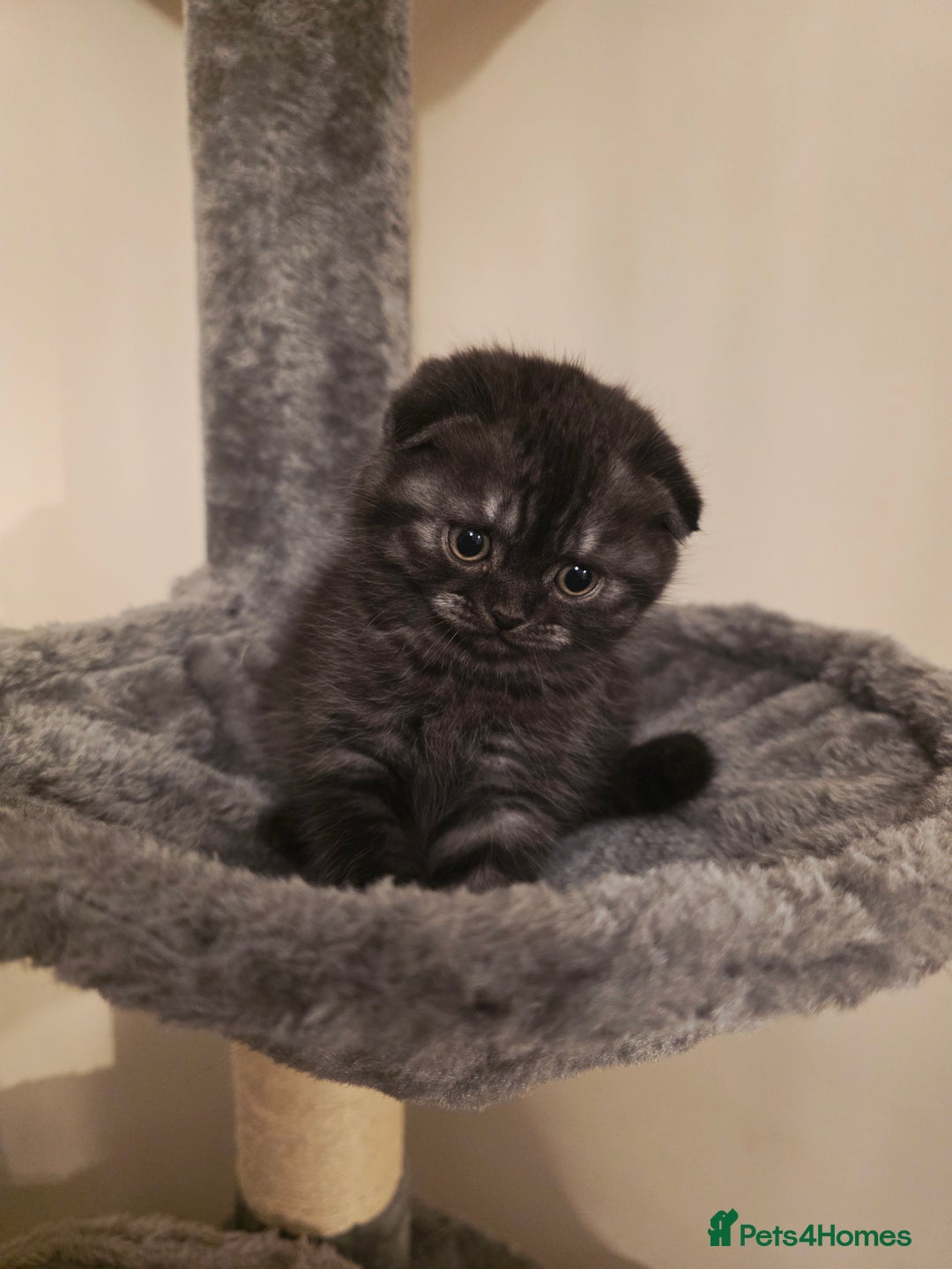 Scottish Fold cats for sale: Scottish fold ears female - Advert 5