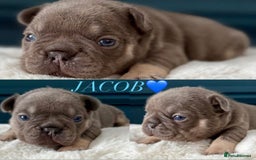 French Bulldog dogs for sale: QUALITY HOME BRED FRENCH BULLDOG PUPPIES - Image 3