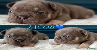 French Bulldog dogs - Advert 4