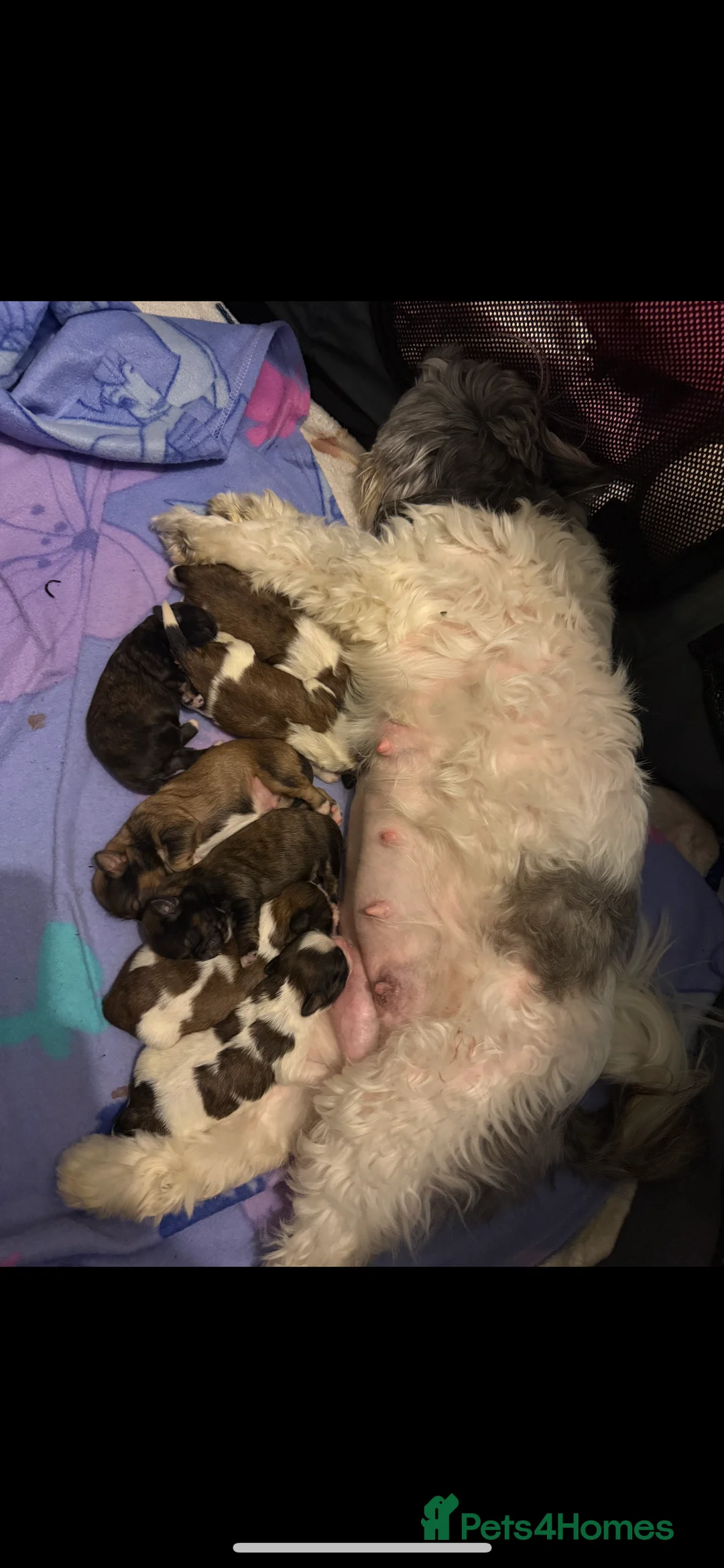 Shih Tzu dogs for sale: Shih Tzu puppies - Advert 1