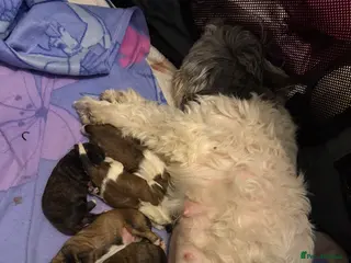 Shih Tzu dogs Shih Tzu puppies - Advert 13