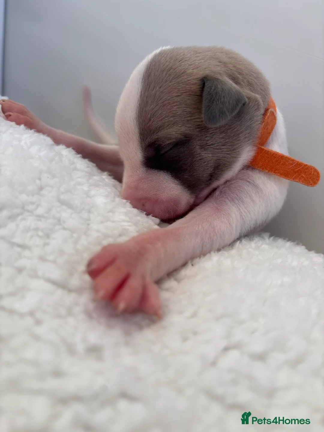 Whippet dogs for sale: 🌟 quality KC whippet pups 🌟 - Advert 6