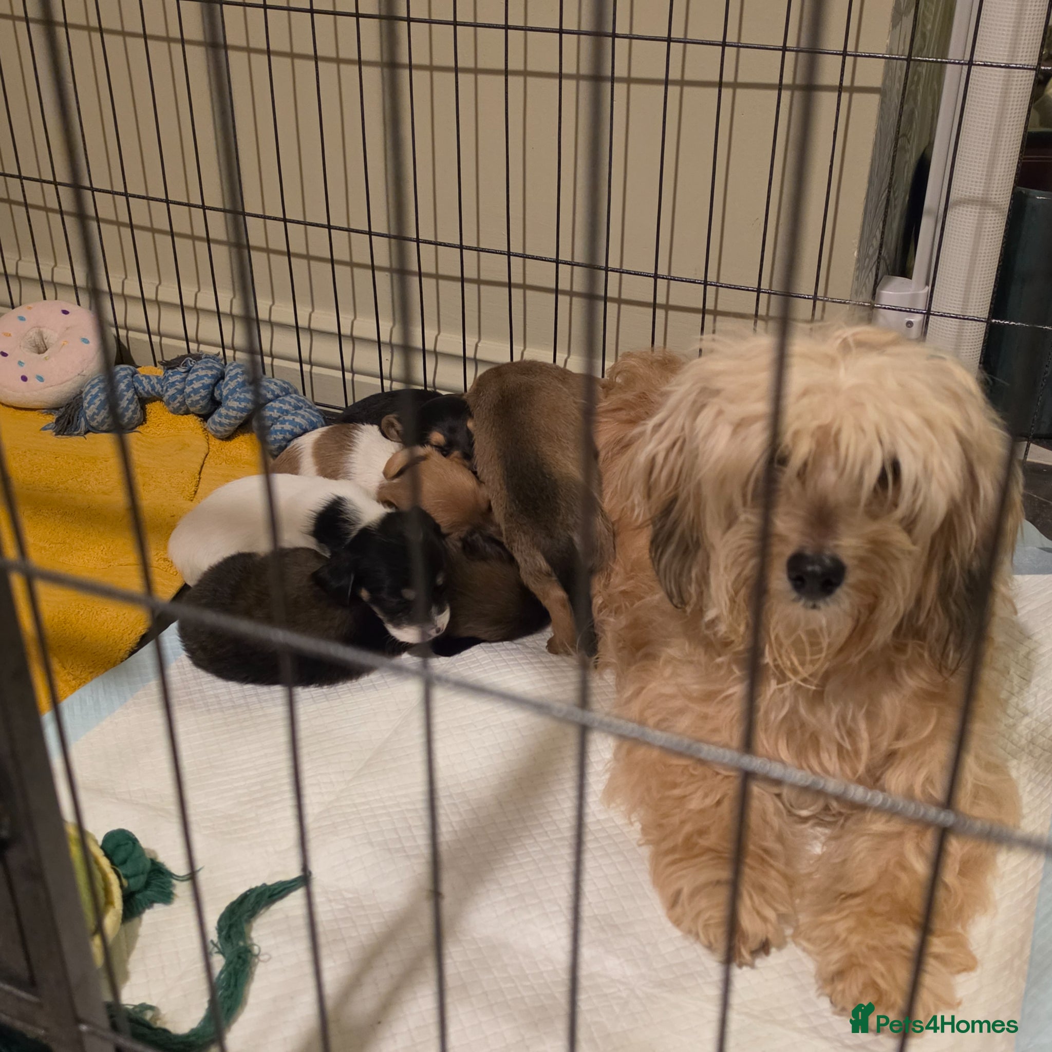 Mixed Breed dogs 5 beautiful doxipoo puppies for sale  - Advert 3
