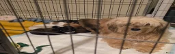 Mixed Breed dogs for sale: 5 beautiful doxipoo puppies for sale  in Helston - Advert 1