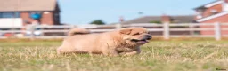 Chow Chow dogs for sale: Stunning smooth and fluffy ChowChow puppies  - Advert 3