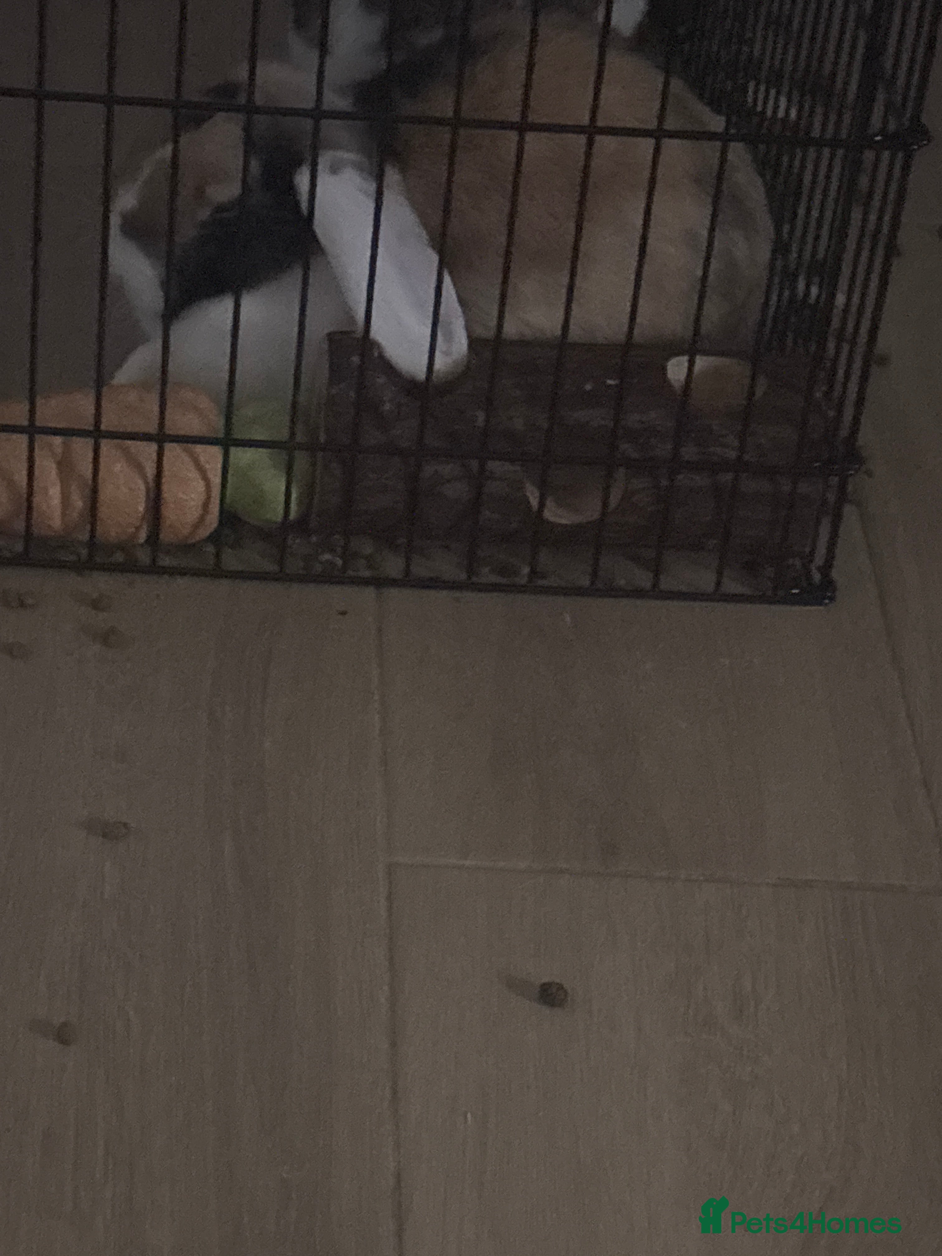 English Lop rabbits Rabbit  - Advert 1