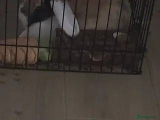 English Lop rabbits Rabbit - Advert 1