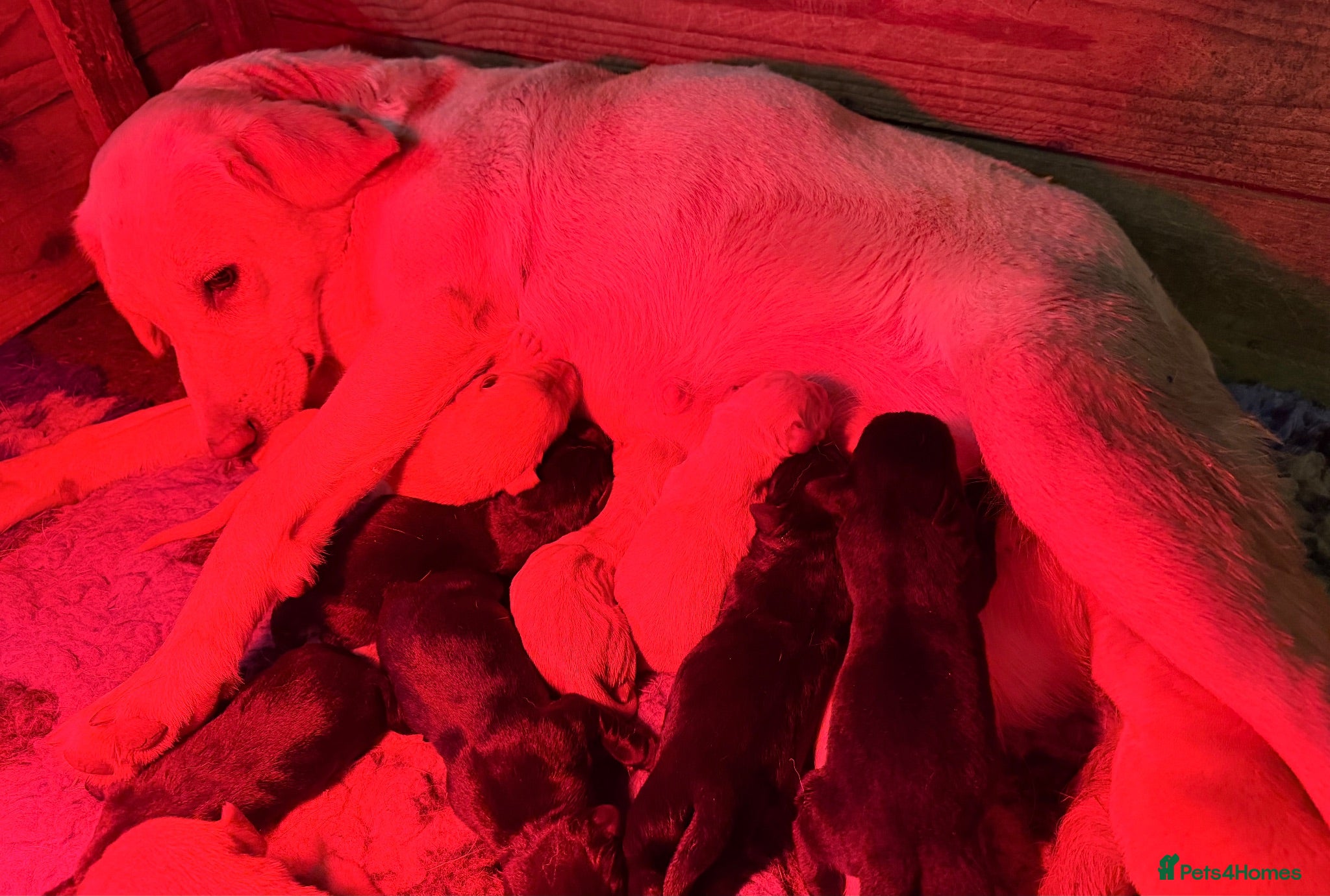 Labrador Retriever dogs Amazing litter of pups  - Advert 11