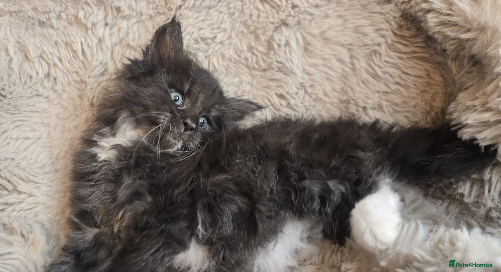 Maine Coon cats Mainecoon babies ready now rare chocolate brown - Advert 4