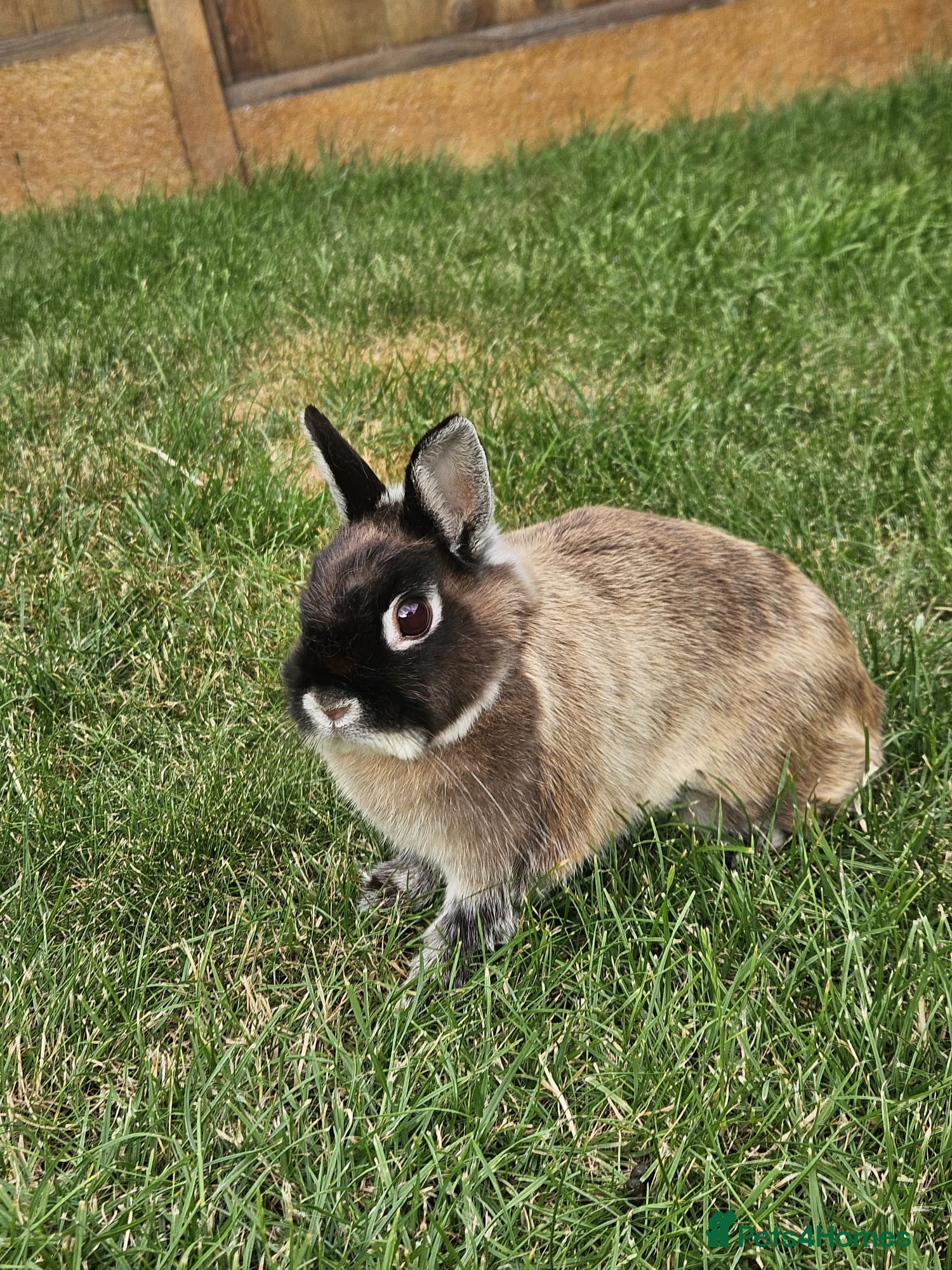 Netherland Dwarf rabbits 2 Female Netherland Dwarf Rabbits - Advert 2