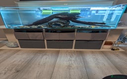 Turtle reptiles for sale: Three turtles with the entire set u+loads of extra - Image 2