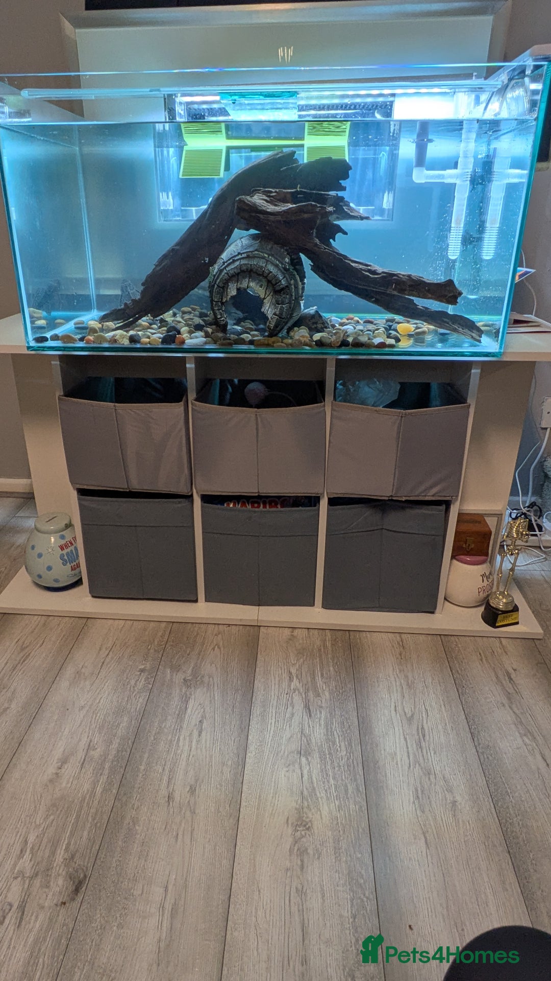 Turtle reptiles for sale: Three turtles with the entire set u+loads of extra - Image 2