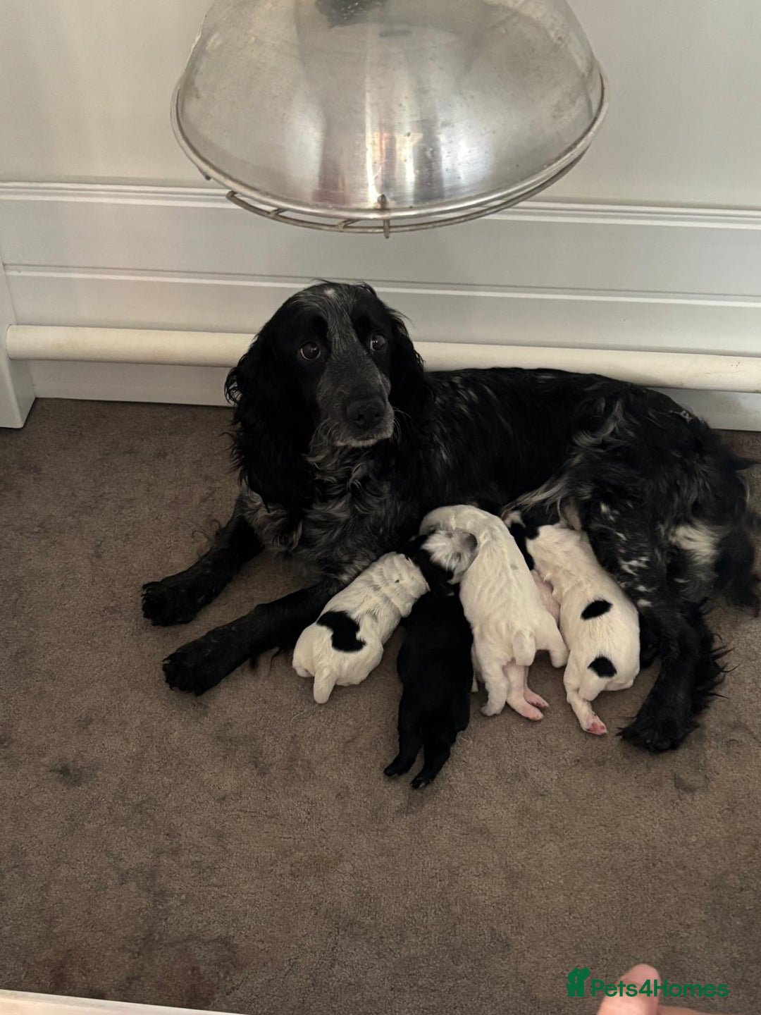 Cocker Spaniel dogs for sale: Cocker spaniel puppies  - Image 7