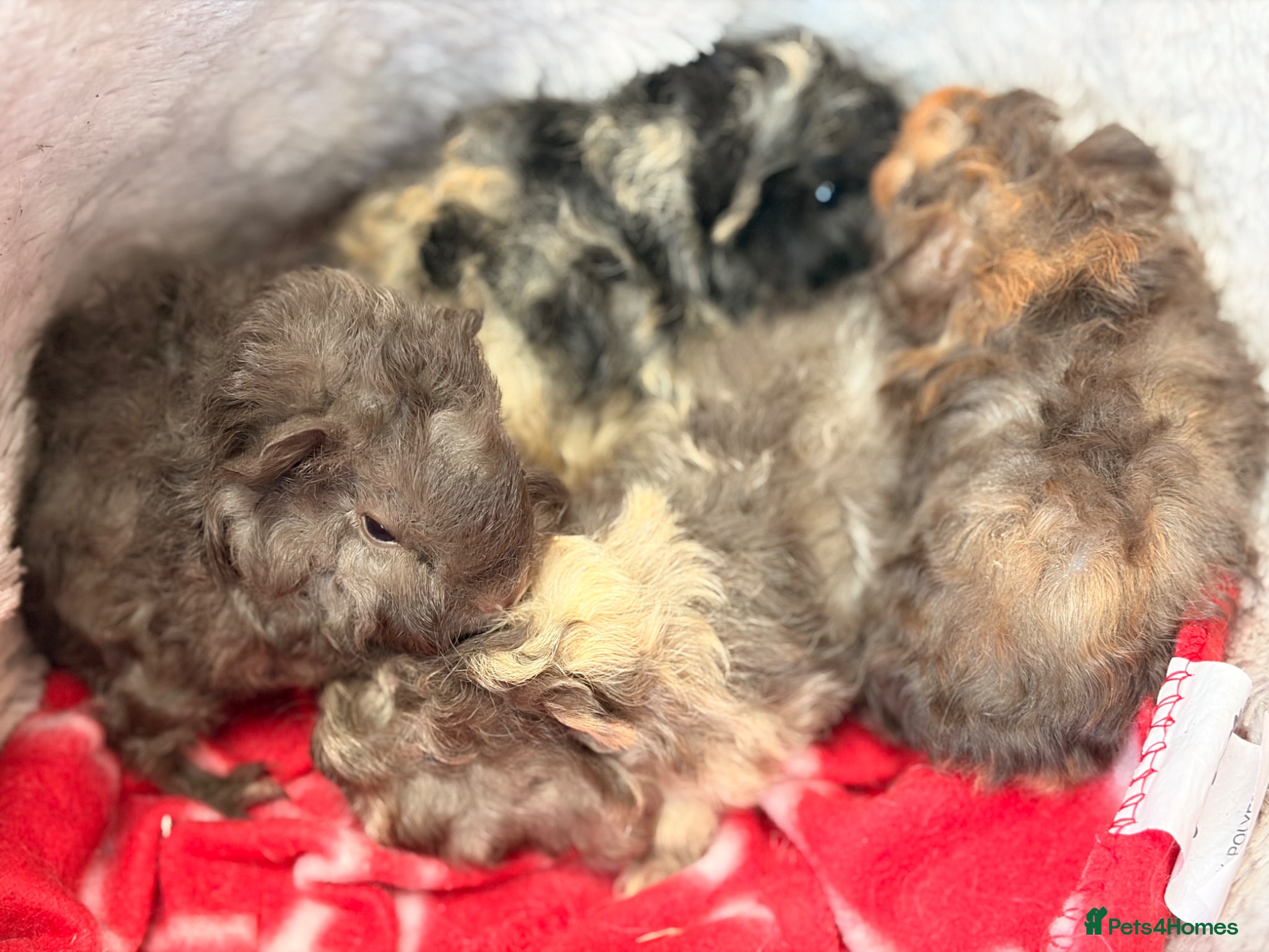 Guinea Pig rodents for sale: BEAUTIFUL BABY BOY GUINEA PIGS - Advert 25