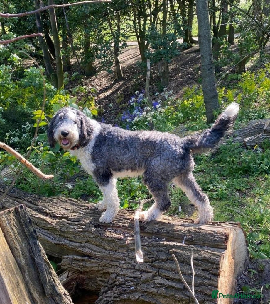 Sheepadoodle dogs for sale: Sheepadoodle pups - Advert 8