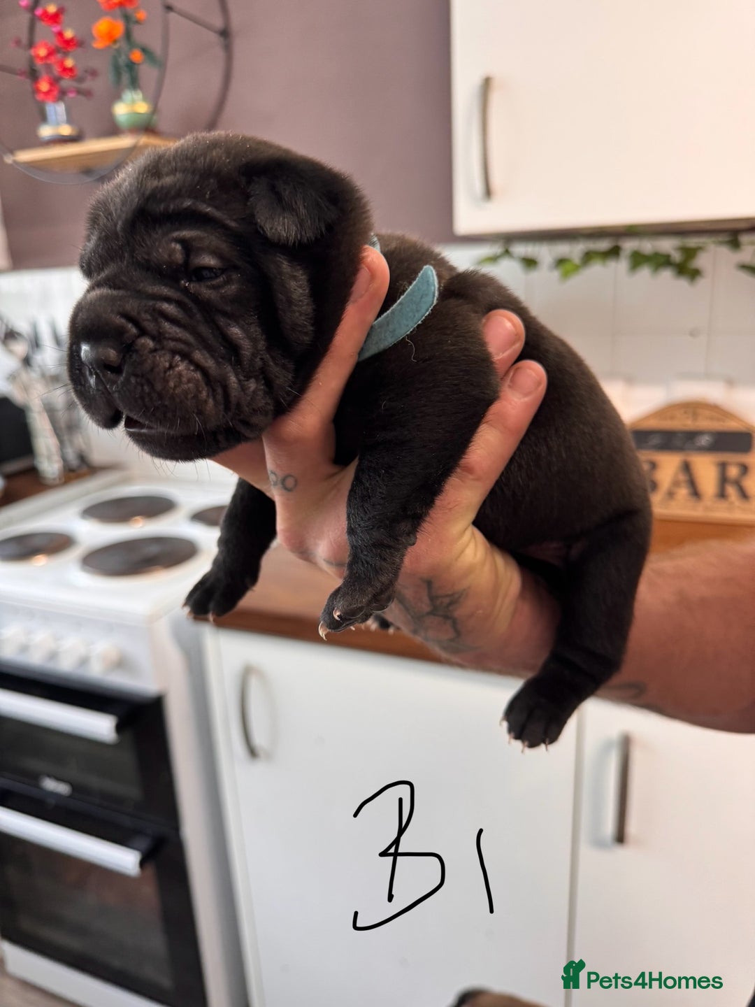 Shar Pei dogs for sale: Sharp pie puppies  - Image 8
