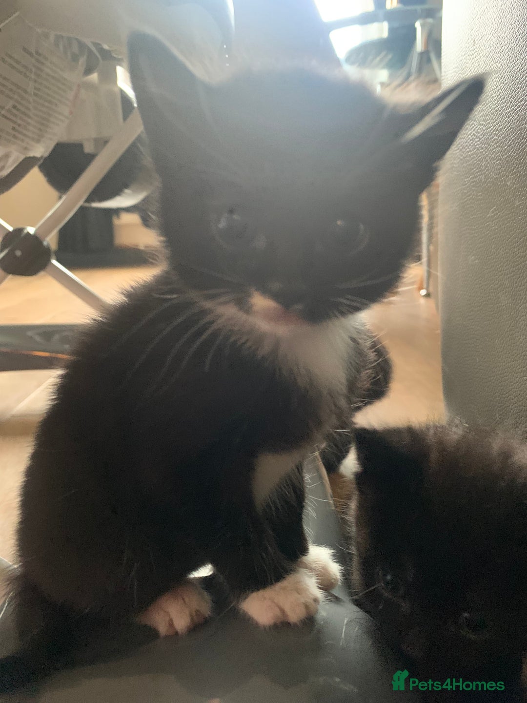British Longhair cats for sale: Beautiful Tuxedo X Long haired Kittens ❤️ - Advert 9