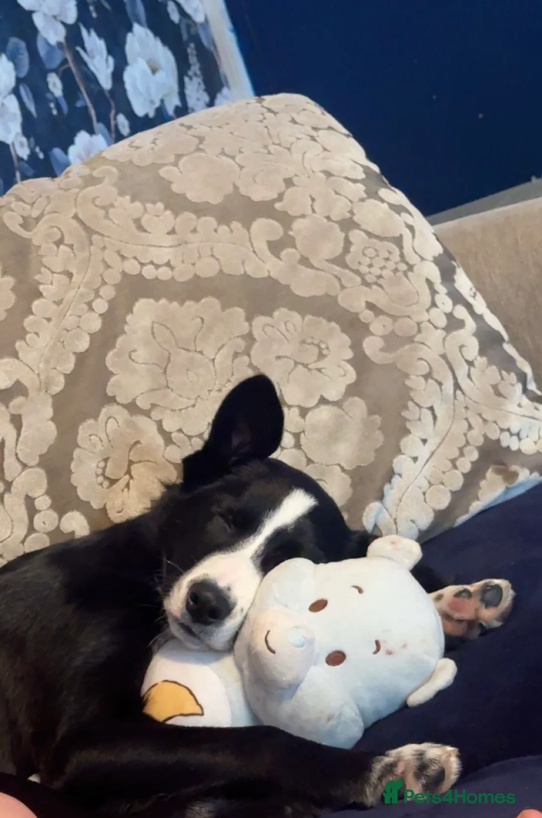 Border Collie dogs for sale: Border collie female - Advert 3