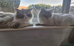 Ragdoll cats for sale: Ready in a week! Stunning Rare Ragdoll babies! - Image 10