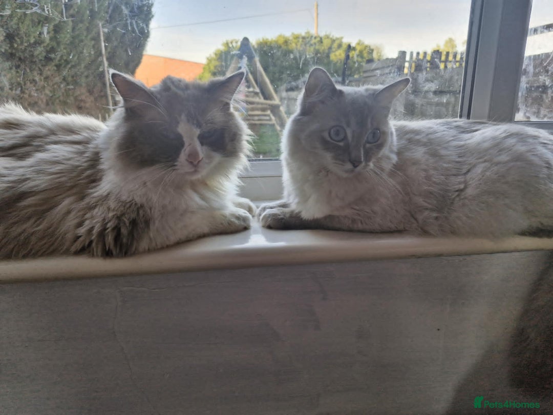 Ragdoll cats for sale: Ready in a week! Stunning Rare Ragdoll babies! - Image 10