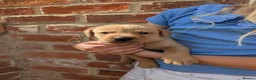 Labrador Retriever dogs for sale: KC registered golden Labrador retriever puppies  - Advert 4