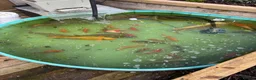 Other/Mixed Breed fish for sale: Mixed pond fish - Advert 5