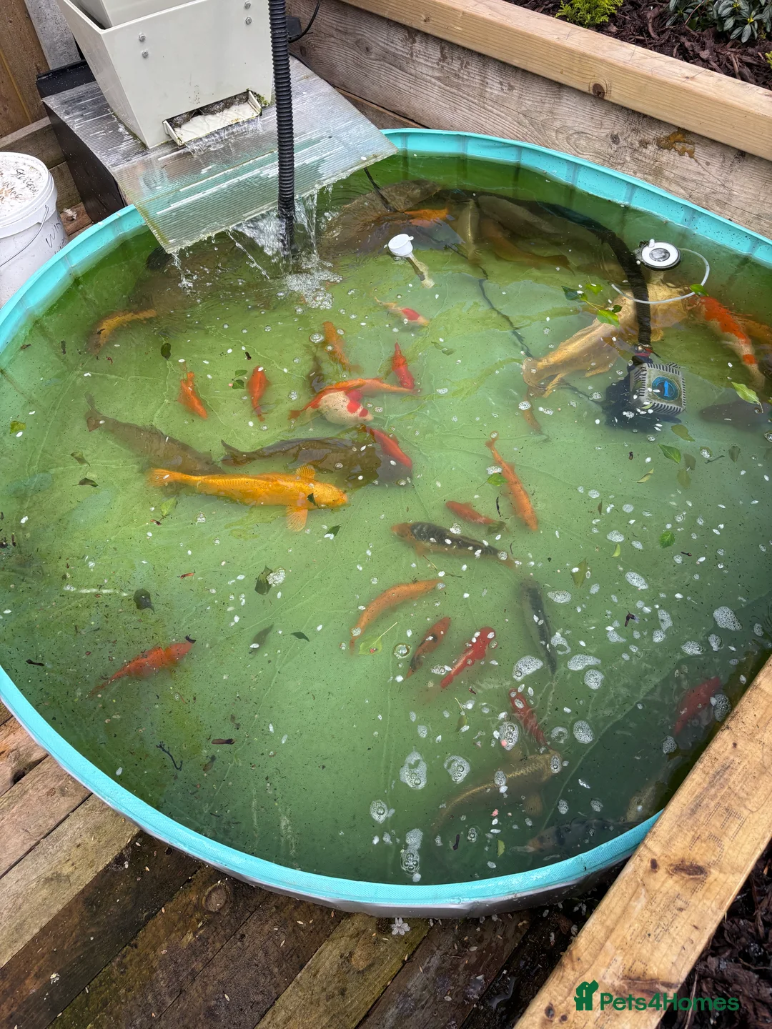 Other/Mixed Breed fish for sale: Mixed pond fish - Advert 5