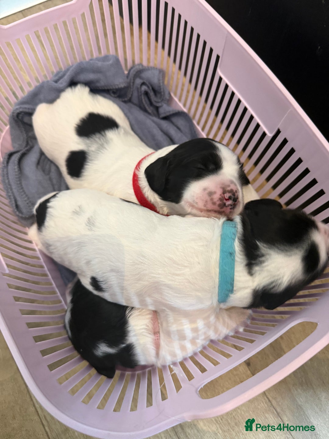 Sprocker dogs for sale: Beautiful Chunky Sprocker Pups - Image 1