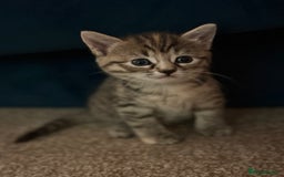 Mixed Breed cats for sale: 4 beautiful tabby kittens for sale  - Image 6