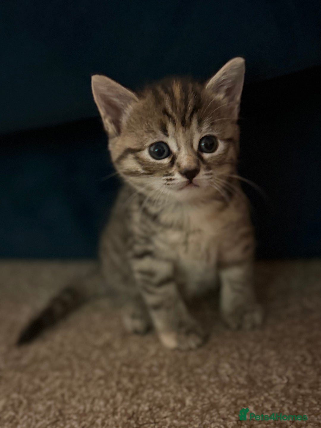 Mixed Breed cats for sale: 4 beautiful tabby kittens for sale  - Image 6