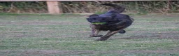 Belgian Shepherd Dog dogs for sale: DH male  - Advert 11