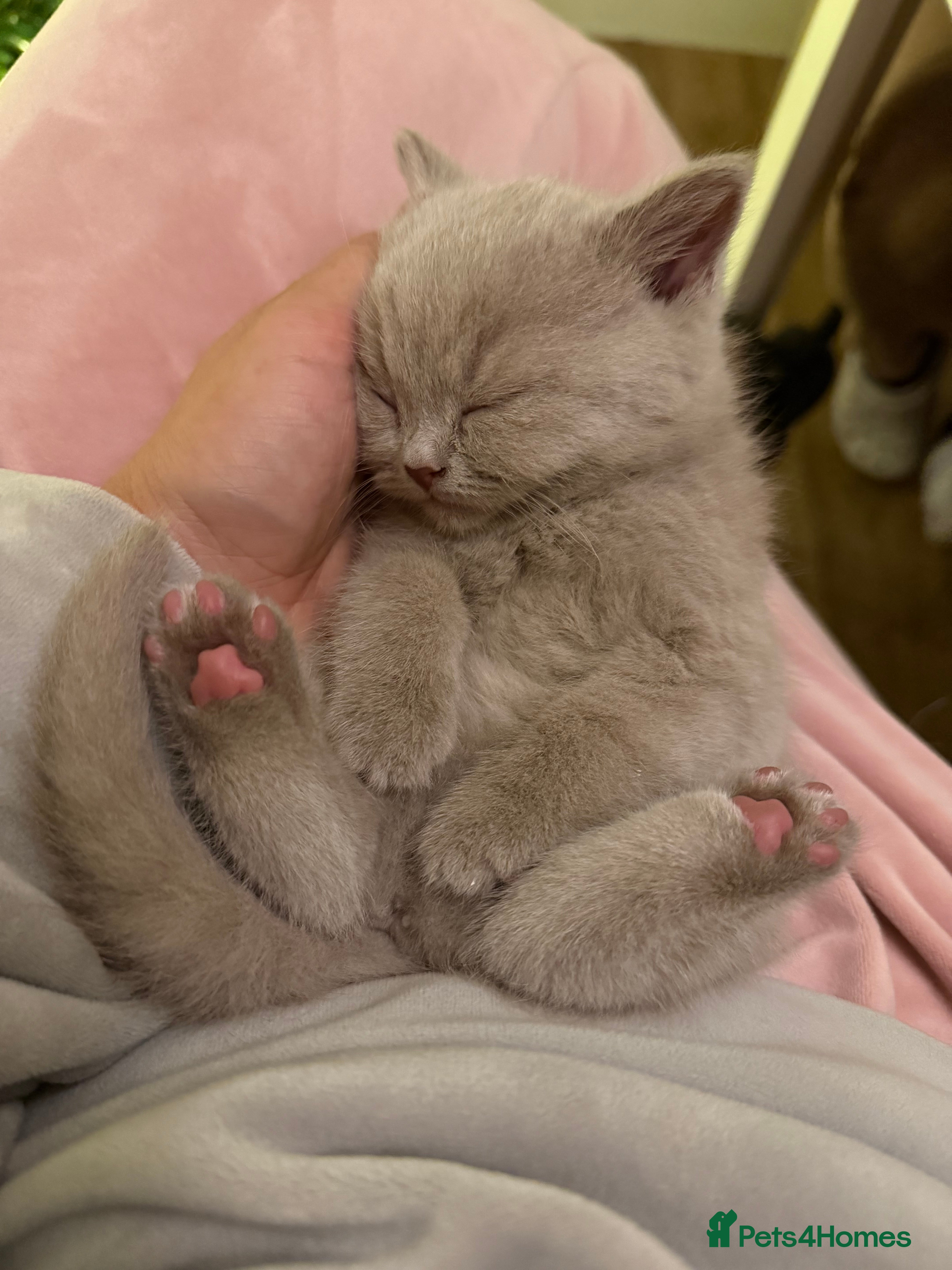 British Shorthair cats Luxury British Shorthair Kittens–Chocolate & Lilac - Advert 5