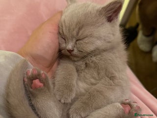 British Shorthair cats Luxury British Shorthair Kittens–Chocolate & Lilac - Advert 3