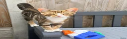 Mixed Breed cats for sale: Beautiful playful kitten  in Luton - Advert 6