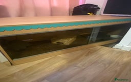 Python Snake reptiles for sale: Royal python snake and enclosure  - Image 6