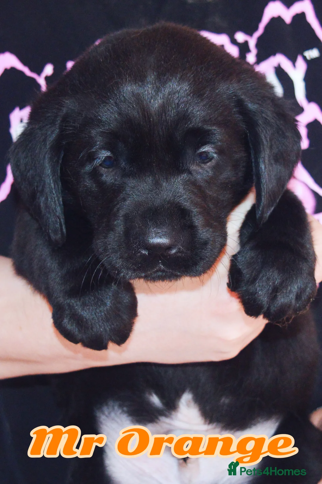 Labrador Retriever dogs for sale: EXTENSIVELY HEALTH TESTED KC CHUNKY LABRADORS  - Advert 2