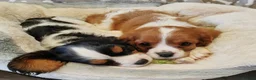 Cavalier King Charles Spaniel dogs for sale: Beautiful KC Reg Cavalier Puppies - Advert 4
