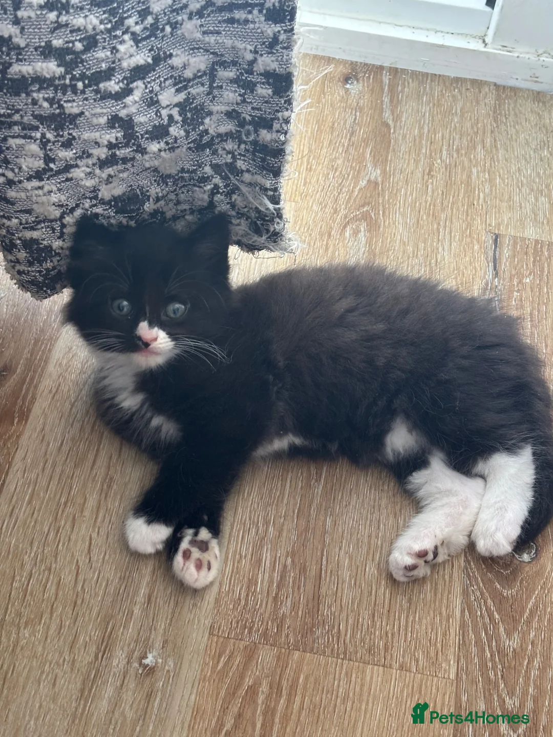 Mixed Breed cats for sale: Tabby kittens  - Advert 2