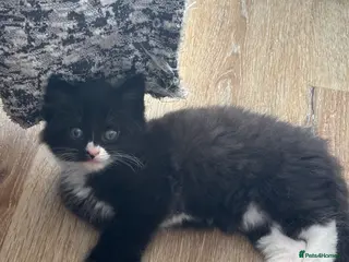Mixed Breed cats Tabby kittens - Advert 13